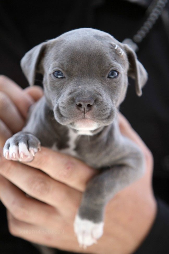 image of a puppy